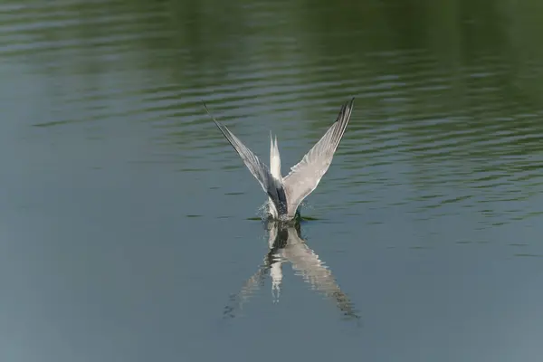 Rybák Obecný Sterna Hirundo Létající Vynoření Vody Ulovenou Kořistí Zobáku — Stock fotografie