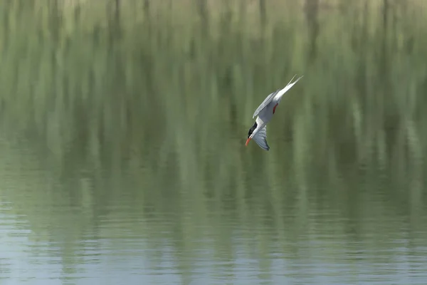 Flussseeschwalbe Sterna Hirundo Fluchttauchen Nach Fischen Gelderland Den Niederlanden Bokeh — Stockfoto