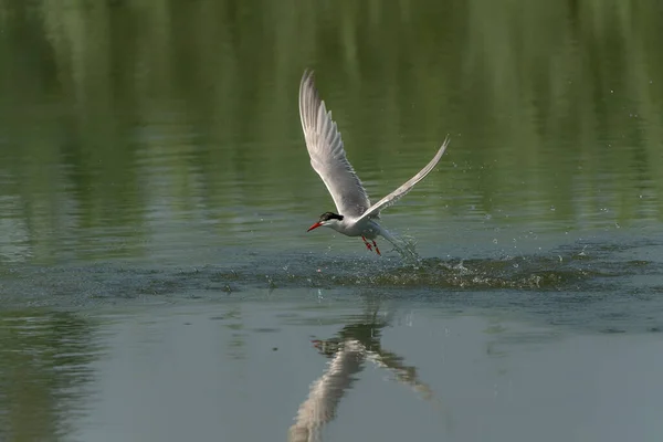 Közös Tern Sterna Hirundo Repül Miután Kiemelkedik Vízből Kifogott Hal — Stock Fotó