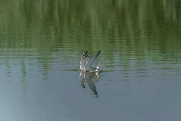 Common Tern Sterna Hirundo Вылетевший Воды Пойманной Рыбой Клюве Зеленом — стоковое фото
