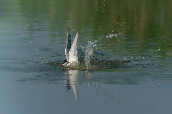 Common Tern Sterna Hirundo Flying Emerging Water Caught Fish Prey — Stock Photo, Image