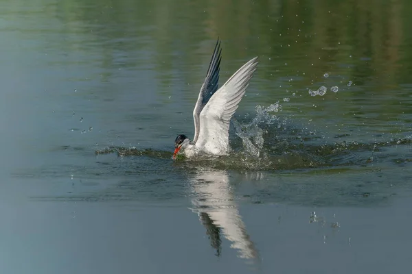 Rybák Obecný Sterna Hirundo Létající Vynoření Vody Ulovenou Kořistí Zobáku — Stock fotografie