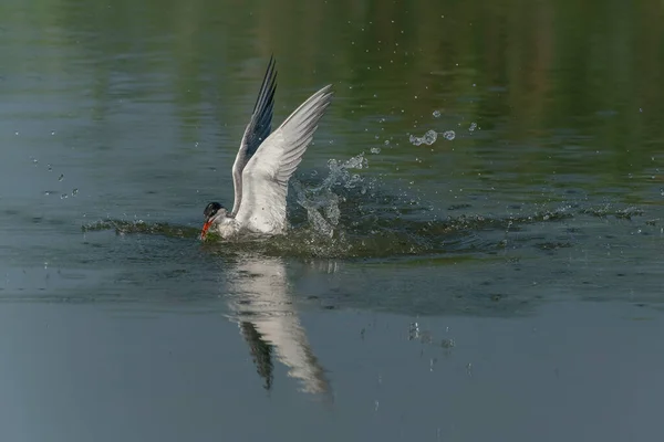 Rybák Obecný Sterna Hirundo Létající Vynoření Vody Ulovenou Kořistí Zobáku — Stock fotografie