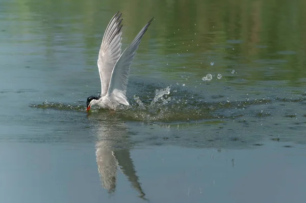 Common Tern Sterna Hirundo Volando Después Emerger Del Agua Con — Foto de Stock