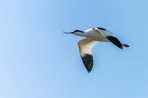 飞行中的普通Tern Sterna Hirundo 荷兰的Gelderland — 图库照片