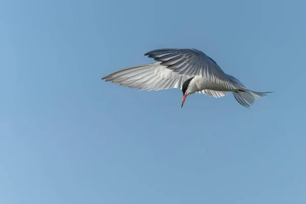 Tern Comum Sterna Hirundo Gelderland Países Bajos — Fotografia de Stock