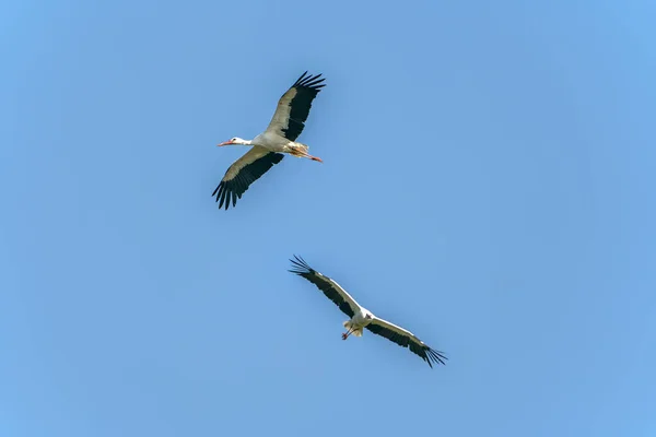 White Storks Ciconia Ciconia Flying Widely Spread Wings Blue Sky — Stockfoto