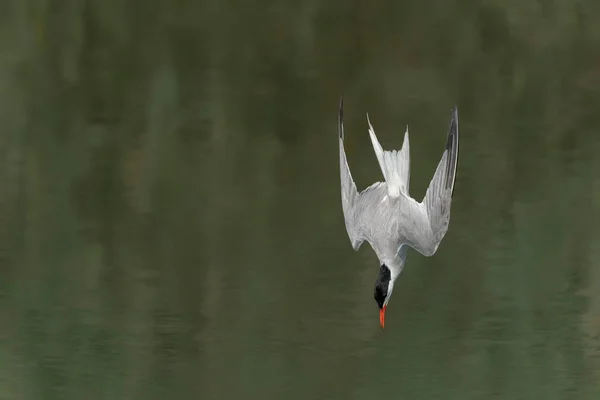 Flussseeschwalbe Sterna Hirundo Beim Fischfang Gelderland Den Niederlanden Blauer Himmel — Stockfoto