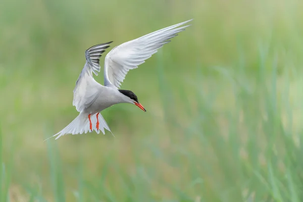 Gaviota Común Sterna Hirundo Güeldres Los Países Bajos — Foto de Stock