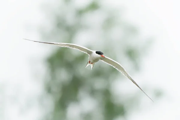 Common Tern Sterna Hirundo Gelderland Netherlands — Stock Photo, Image