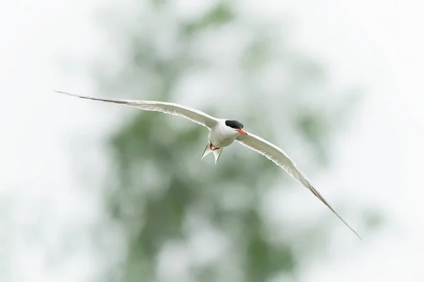 Gewone Stern Sterna Hirundo Gelderland Nederland — Stockfoto