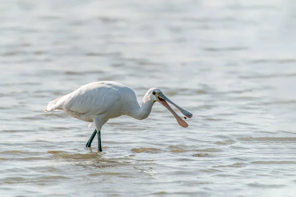 Hermosa Espátula Euroasiática Espátula Común Platalea Leucorodia Gelderland Los Países — Foto de Stock