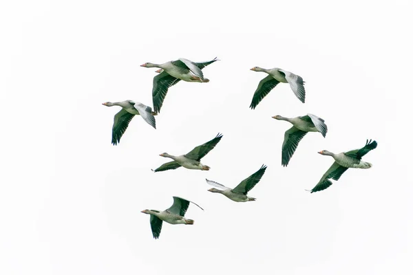 Patos Reais Voando Céu — Fotografia de Stock