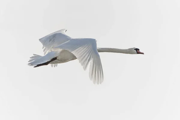 Cisne Voando Céu — Fotografia de Stock