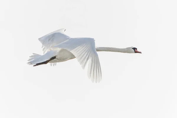 Swan Flying Sky — Fotografia de Stock