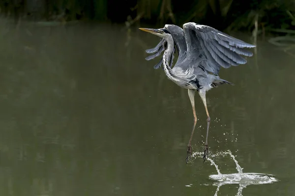 Beautiful Grey Heron Ardea Cinerea Decolando Água Gelderland Holanda Fundo — Fotografia de Stock