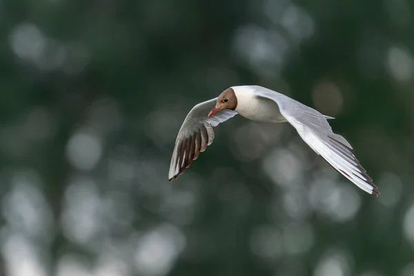 Fekete Fejű Sirály Chroicocephalus Ridibundus Gelderland Hollandiában — Stock Fotó