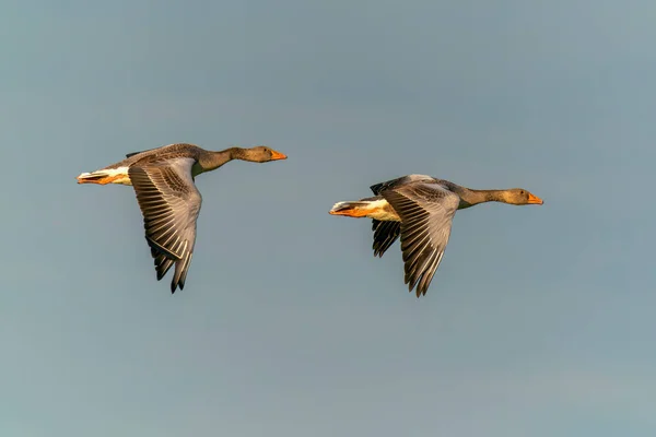 Malard Ducks Flying Sky — Stock fotografie