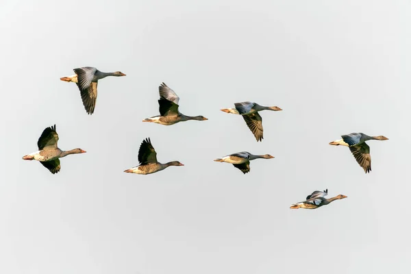 Malard Ducks Flying Sky — Stock Photo, Image