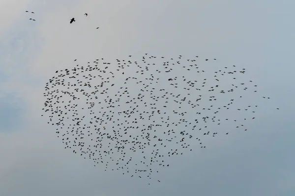 Beau Grand Troupeau Étourneaux Troupeau Étourneaux Vole Dessus Eau Coucher — Photo