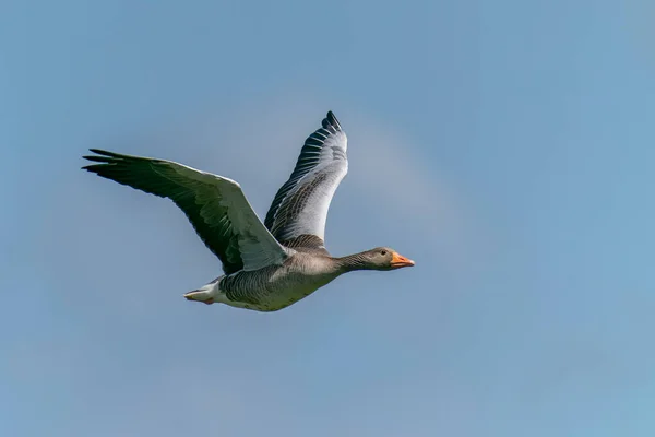 Greylag Goose Anser Anser Uçuyor Hollanda Daki Gelderland Beyaz Bir — Stok fotoğraf