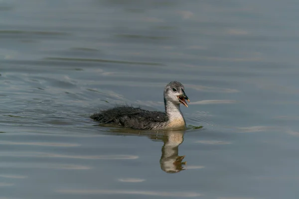Juvenile Great Crested Grebe Waterbird Podiceps Cristatus Great Crested Grebe — Stockfoto