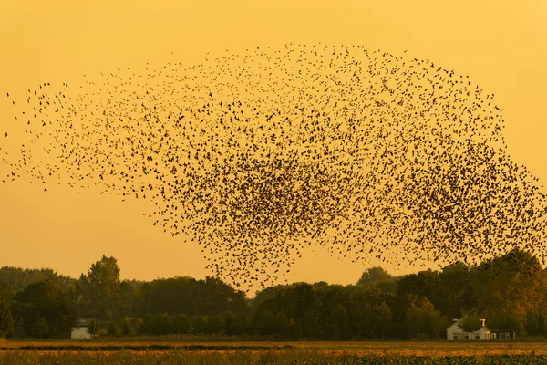 Schöne Große Schar Von Staren Flug Der Dämmerung Über Die — Stockfoto