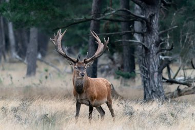 Hollanda 'daki Ulusal Park Hoge Veluwe sahasında çiftleşme mevsiminde kızıl geyik (Cervus elaphus). Orman arka planda.                                                              