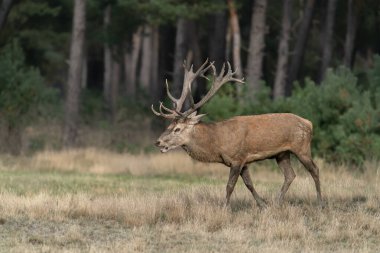 Hollanda 'daki Ulusal Park Hoge Veluwe sahasında çiftleşme mevsiminde kızıl geyik (Cervus elaphus). Orman arka planda.                                                              