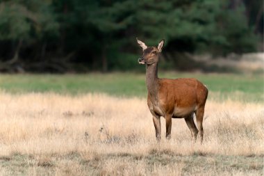  Hollanda 'daki Hoge Veluwe Ulusal Parkı' nda çiftleşme mevsiminde dişi geyik (Cervus elaphus). Orman arka planda.                                                             