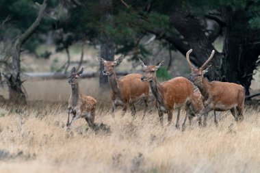     Bir grup Kızıl geyik (Cervus elaphus), Hollanda 'daki Hoge Veluwe Ulusal Parkı' nda çiftleşme mevsiminde. Orman arka planda.                                                          
