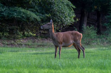  Hollanda 'daki Ulusal Park Hoge Veluwe sahasında dişi kızıl geyik (Cervus elaphus). Orman arka planda.                                                                                     