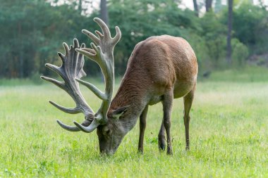                                Kadife geyik boynuzları (Cervus elaphus). Hollanda 'daki Ulusal Park Hoge Veluwe sahasında. Orman arka planda.                                                                  