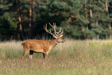 Kadife geyik boynuzları (Cervus elaphus). Hollanda 'daki Ulusal Park Hoge Veluwe sahasında. Orman arka planda.                                                                                                 