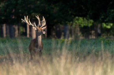 Kadife geyik boynuzları (Cervus elaphus). Hollanda 'daki Ulusal Park Hoge Veluwe sahasında. Orman arka planda.                                                                                                