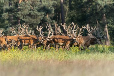 Kadife renkli boynuzları olan büyük bir kızıl geyik sürüsü. Hollanda 'daki Ulusal Park Hoge Veluwe sahasında. Orman arka planda.                                                                     