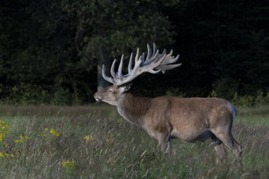   Kadife geyik boynuzları (Cervus elaphus). Hollanda 'daki Ulusal Park Hoge Veluwe sahasında. Orman arka planda.                                                                                     