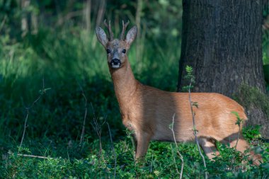 Hollanda 'daki Amsterdam Waterleidingduinen ormanında erkek Fallow geyiği (Dama dama) çiftleşme mevsiminde                           