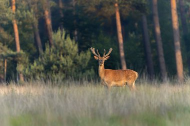 Kadife geyik boynuzları (Cervus elaphus). Hollanda 'daki Ulusal Park Hoge Veluwe sahasında. Orman arka planda.                                                                                                 