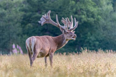   Kadife geyik boynuzları (Cervus elaphus). Hollanda 'daki Ulusal Park Hoge Veluwe sahasında. Orman arka planda.                                                                    
