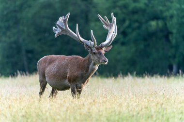   Kadife geyik boynuzları (Cervus elaphus). Hollanda 'daki Ulusal Park Hoge Veluwe sahasında. Orman arka planda.                                                                    