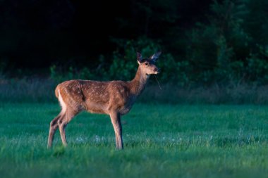    Hollanda 'daki Ulusal Park Hoge Veluwe sahasında dişi kızıl geyik (Cervus elaphus). Orman arka planda.                                                                                   