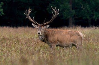        Hollanda 'daki Ulusal Park Hoge Veluwe sahasında bulunan kızıl geyik (Cervus elaphus). Arka planda orman var. Kameraya bakıyorum..                                                  