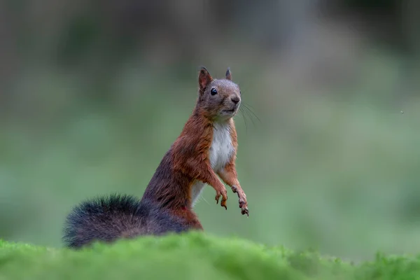 Eurasian Red Squirrel Sciurus Vulgaris Stojící Lesích Noord Brabant Nizozemsku — Stock fotografie
