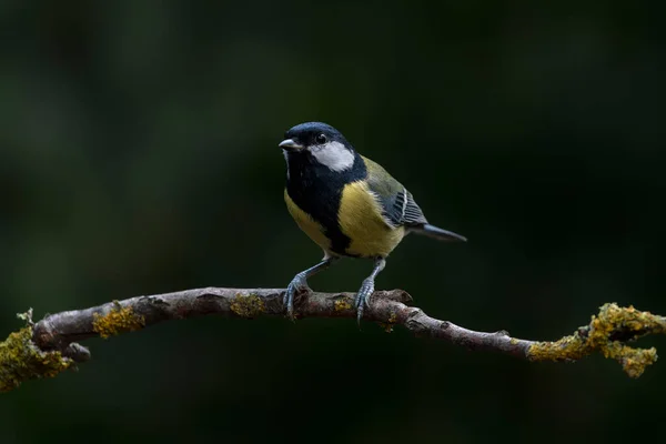 Great Tit Parus Major Branch Forest Noord Brabant Netherlands Green — Fotografia de Stock