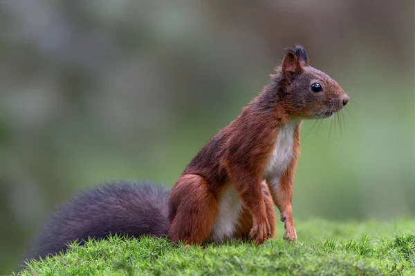 Eurasian Red Squirrel Sciurus Vulgaris Standing Forest Noord Brabant Netherlands — Stock Photo, Image