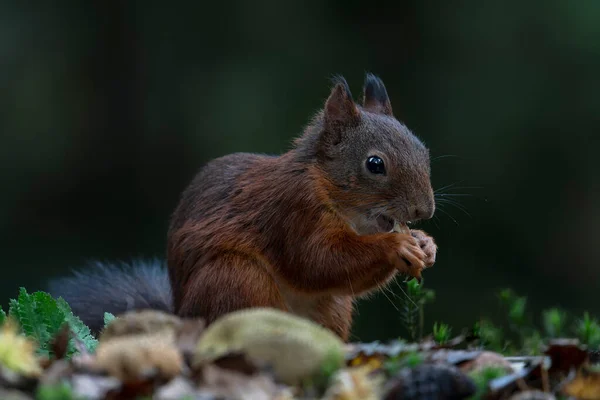 在五彩斑斓的树叶和蘑菇覆盖的森林里 可爱的红松鼠 粗俗的科学家 秋天的一天 荷兰森林深处 — 图库照片