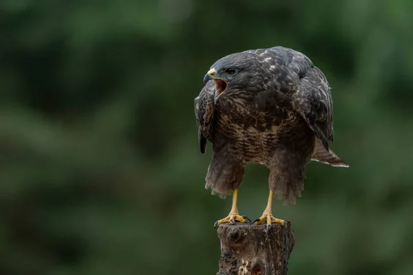 Hermoso Buitre Común Buteo Buteo Sentado Poste Valla Pasto Busca — Foto de Stock