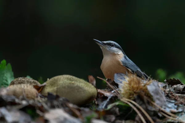 Sittelle Eurasienne Sitta Europaea Dans Une Forêt Couverte Feuilles Colorées — Photo