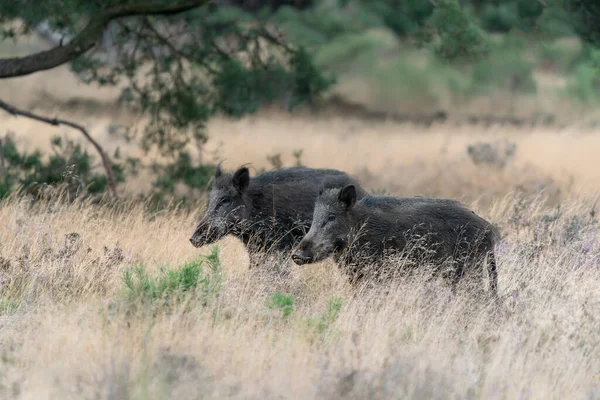 볼루에 멧돼지 Sus Scrofa Eurasian Wild Pig — 스톡 사진